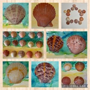 15 loose multi-colored Scallops 1.5”